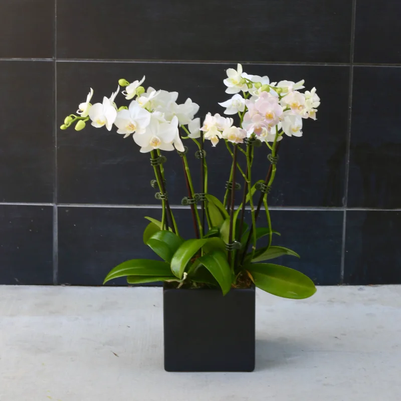 Lunar Petals by Pink Clover | Gemma Flowers Marketplace