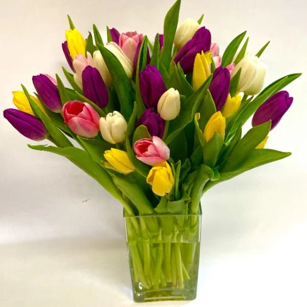 Tulip Variety Jar by Flowers of the Valley | Gemma Flowers Marketplace